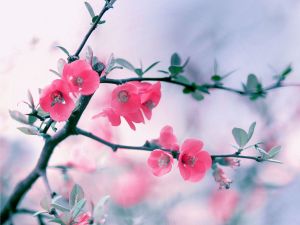 Spring-Blooming-Flower-