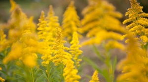 yellow-flowers-in-summer-wallpapers_34064_1366x768
